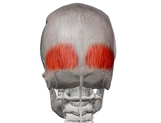 Мышцы затылочной части головы